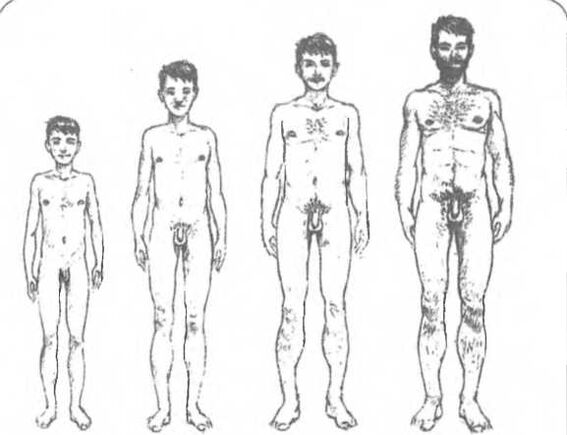 Tamaño do pene dependendo da idade